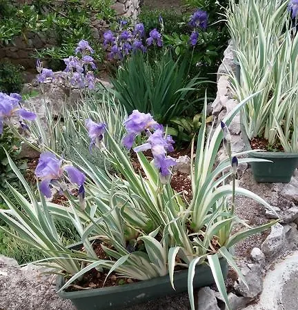 Apartman Pavica *