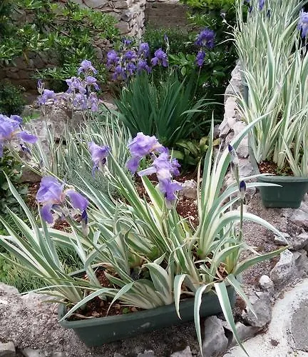 Apartmán Pavica *