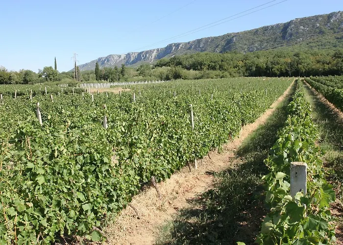 Pavica * Novi Vinodolski