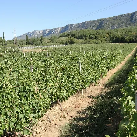 Pavica * Novi Vinodolski